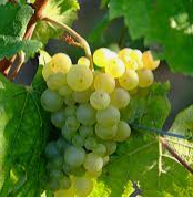 Thomas Bauer Riesling